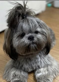 a small gray dog sitting on top of a wooden floor