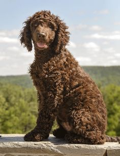 a brown poodle sitting on top of a stone wall next to a forest filled with trees