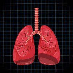 Download this Free Vector about Human internal organ with lungs, and discover more than 186 Million Professional Graphic Resources on Freepik Human Body Science Projects, Human Body Science, Bad Cough, Creative Senior Pictures, Human Lungs, Apps For Teachers, Human Pictures, Healthy Lungs