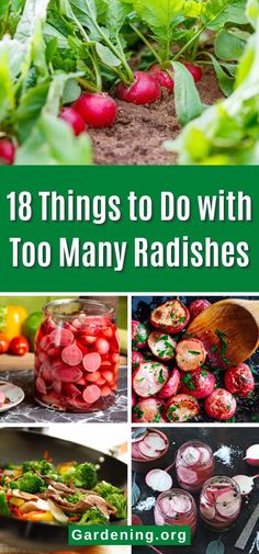 18 Things to Do with Too Many Radishes How To Cook Radishes, Radish Greens, Radish Recipes, Slaw Recipes