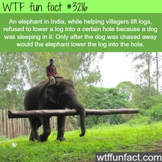 an elephant with a man sitting on top of it's back and the caption reads, an elephant in india, while helping villagers lift logs