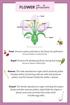 the flower structure is shown in this diagram