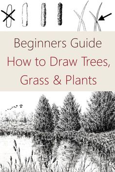 the beginner's guide to how to draw trees, grass and plants