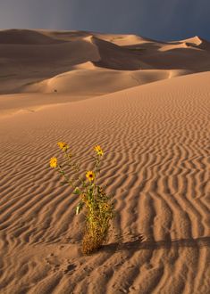 some yellow flowers are in the middle of sand dunes and there is no image here to provide a caption for