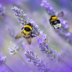 two bums are sitting on lavender flowers