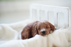 a small brown and white dog laying on top of a bed next to a blanket