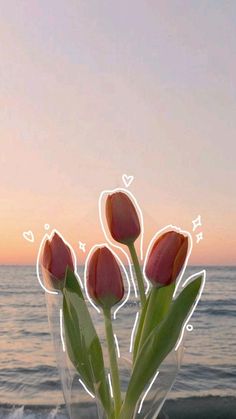 some pink tulips are in a clear vase on the beach at sunset or dawn