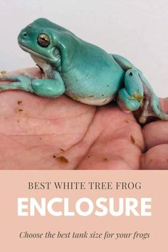 a blue frog sitting on top of someone's hand with the caption best white tree frog enclosure