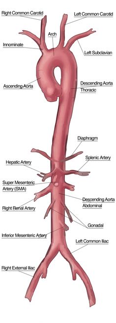 an image of the human body's nervous system, including its major structures and functions