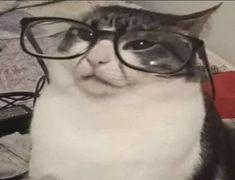 a cat wearing glasses on top of a bed