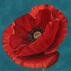 an oil painting of a red poppy flower on a blue background with the petals still attached