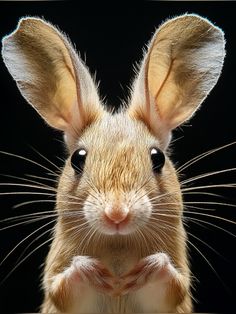 a brown mouse looking at the camera with its ears up and eyes wide open, in front of a black background