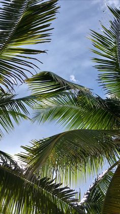 palm trees are shown against the blue sky