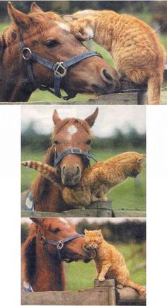 an orange cat is sitting on top of a brown horse's head as it licks the nose