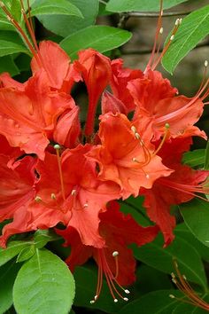 red flowers with green leaves in the background