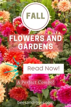 colorful flowers with text overlay that reads fall flowers and gardens read now, a perfect combo