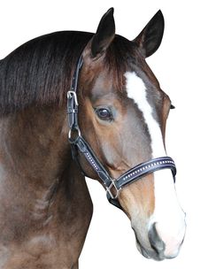 a brown and white horse wearing a bridle