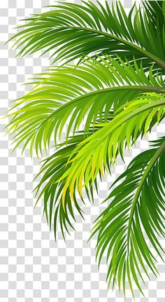 green palm tree leaves on a white background png clipart free for commercial use