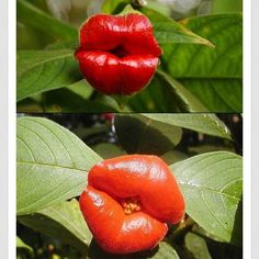 two pictures of red lips on green leaves and one has a flower in the middle