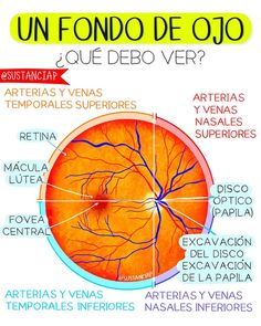 an eye diagram with all the parts labeled in spanish, and some words below it