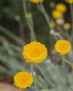 some yellow flowers are growing in the dirt