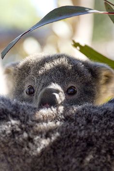 a small koala is sitting in a tree with its head on top of the branch