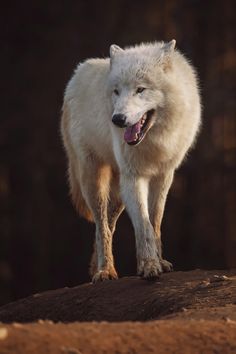 a white wolf standing on top of a dirt covered hill with its mouth open and tongue out