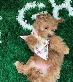 a small brown dog sitting on top of a green carpet with a bandanna around it's neck