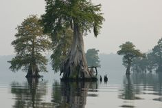 a group of trees in the middle of water with foggy sky behind them,