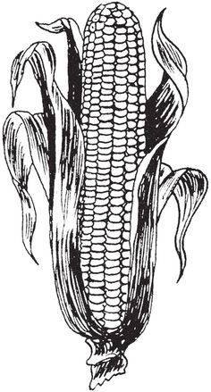 an ear of corn is shown in black and white, vintage line drawing or engraving