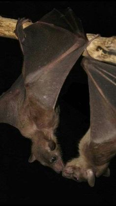 a bat hanging upside down on a tree branch