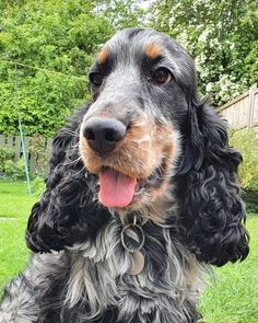 a black and brown dog sitting in the grass