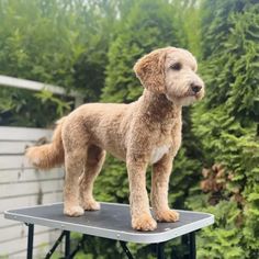 a brown dog standing on top of a table in front of some bushes and trees