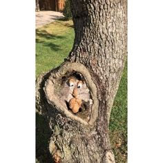 two stuffed animals are in the hole in a tree trunk that has been cut open