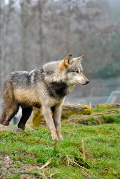 a wolf standing on top of a green grass covered hillside next to a forest filled with trees