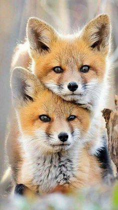 two baby foxes cuddle together in front of the camera text reads, i love you so much