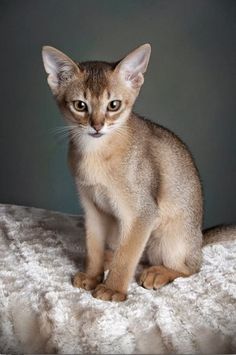 a small kitten sitting on top of a bed