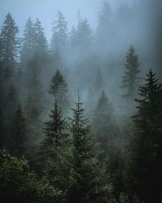 foggy forest with trees in the foreground and evergreens on the far side