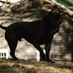 a large black dog standing on top of a grass covered field