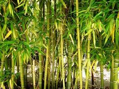 the bamboo trees are growing very tall and green