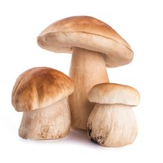 three mushrooms are shown on a white background