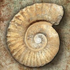 an ammonite shell is shown against a white background