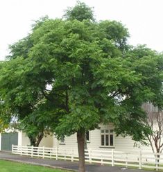 a tree in front of a white house with a fence around it and grass on the ground