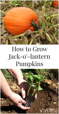 how to grow jack o'lantern pumpkins in the garden