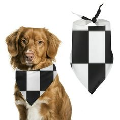 a brown dog wearing a black and white checkered bandana next to an oven mitt