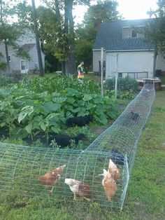 an image of chickens in a fenced off area with the caption'one of my friends just shared this photo on twitter