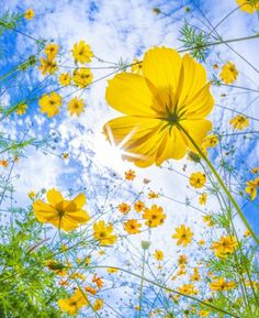 some yellow flowers and blue sky with clouds in the backgrounnd, taken from below