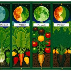 four different stages of growing vegetables with the moon in the background