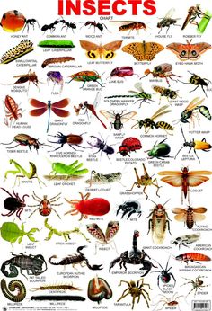 an insect poster with many different kinds of insects