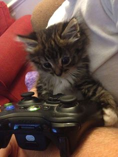 a small kitten sitting on top of a video game controller in someone's lap